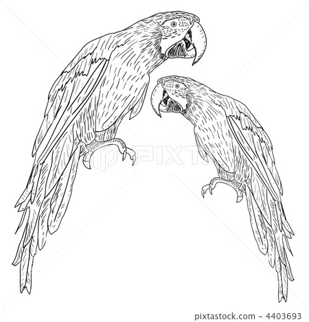 Macaws. Vector illustration. 4403693
