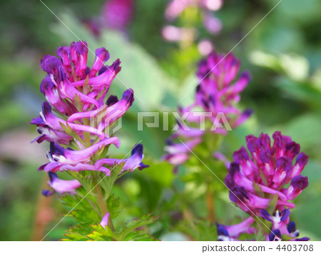 Murasaki Keman 4403708