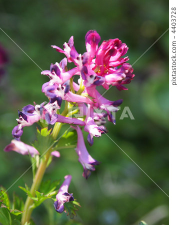 Murasaki Keman 4403728