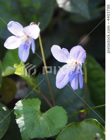 Viola grypocera Viola grypocera 4403786