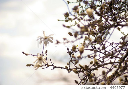 Spicy white flowers that began to bloom 4403977