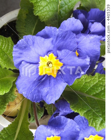 Primula Poliansa (purple) 4405339