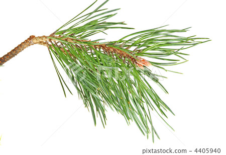 branch pine branch pine 4405940