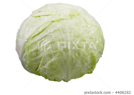 cabbage(clipping path included) 4406282