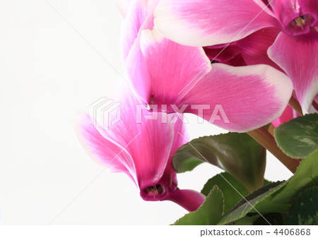 白色覆蓋物仙客來在桃紅色的 4406868