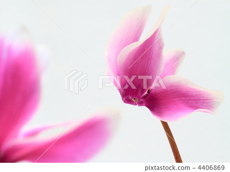 白色覆蓋物仙客來在桃紅色的 4406869