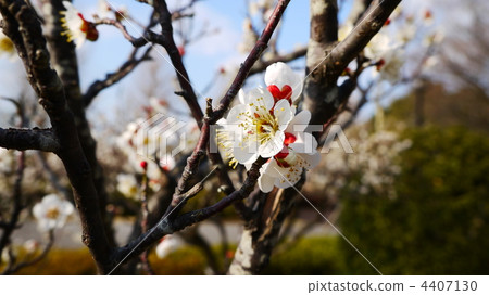 White plum 4407130