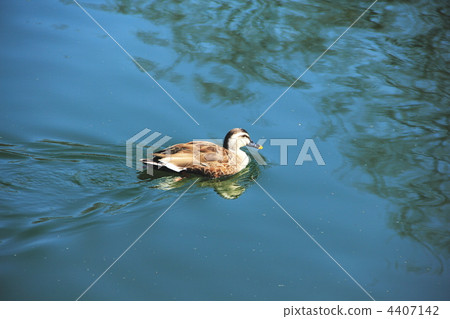 鴨 4407142
