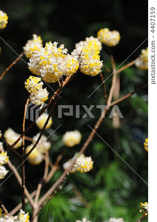 It has good flowers every year at a temple with 88 places in Shikoku 4407159