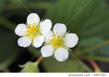 草莓花 草莓花 4407307