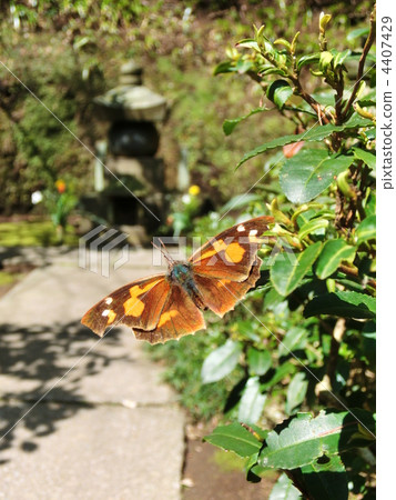 樸喙蝶 4407429