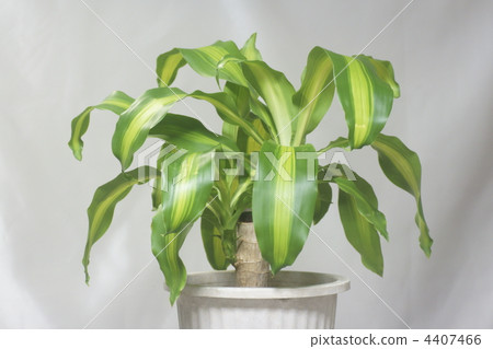 龍血樹屬植物 室內盆栽 觀葉植物 4407466