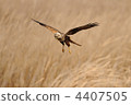eastern marsh harrier, reed bed, bird of prey 4407505