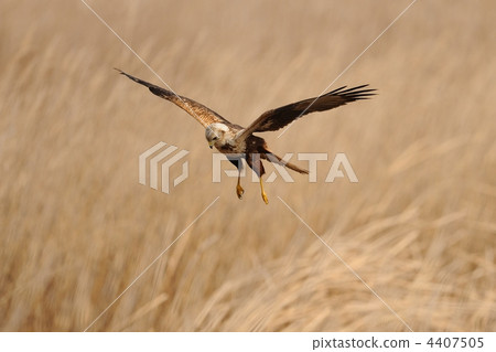 eastern marsh harrier, reed bed, bird of prey 4407505