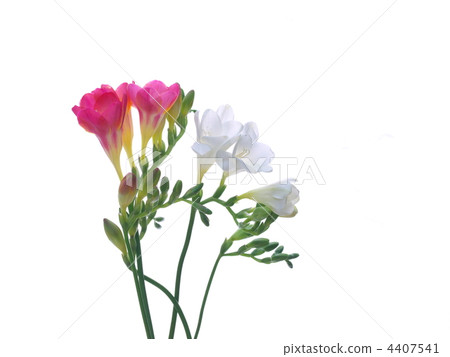 Freesia 4407541