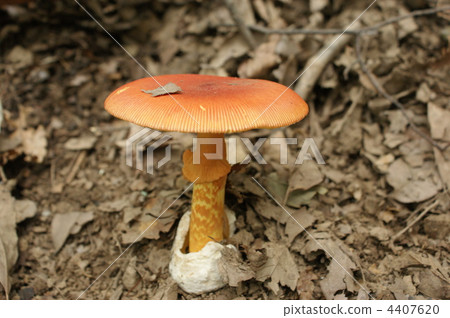 鵝Hemibapha 4407620