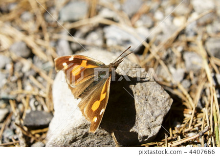Tenured butterfly Tenured butterfly 4407666