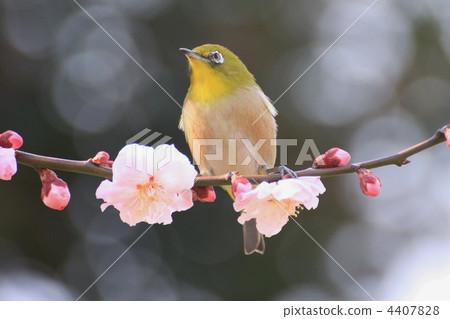 birdie, small bird, bird 4407828