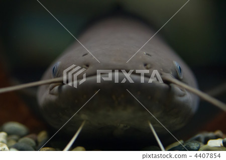 鯰魚 淡水魚 魚 4407854