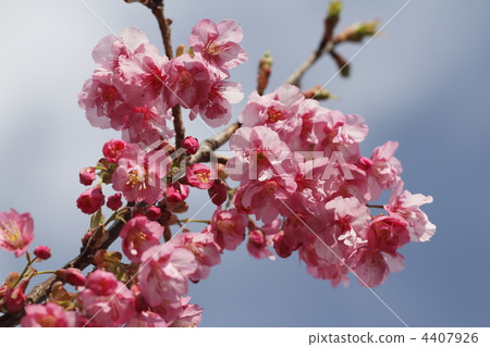 oyokogawa river, forest park, Koutou-ku 4407926