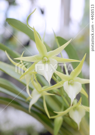 Anglecam beach 4408513