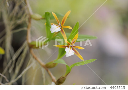Epidendrum·Polybourbon Epidendrum·Polybourbon 4408515