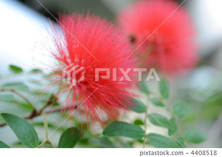 紅粉撲 紅粉撲 4408518