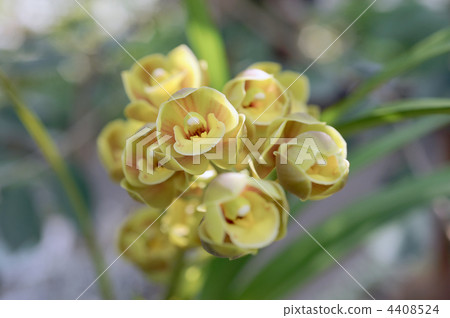 Cymbidium · Sunshine Falls Butterball 4408524