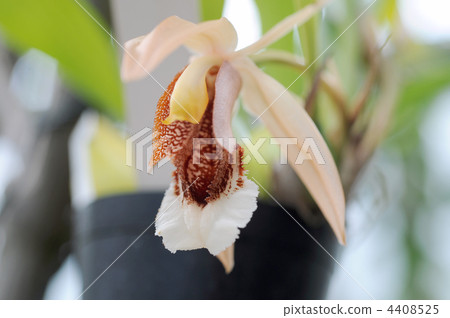 Serologine Uniflora 4408525