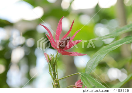 Pavonia · Intel Media Pavonia · Intel Media 4408526