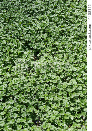 Wasabi 4408533