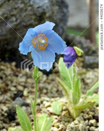 喜馬拉雅山的罌粟 4408674