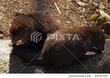 Kobito Mongoose Kobito Mongoose 4408700