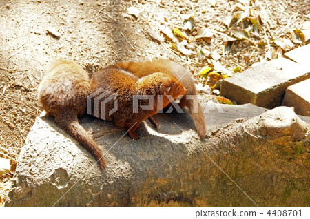 Kobito Mongoose Kobito Mongoose 4408701