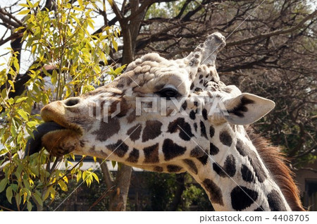 Reticulated giraffe Reticulated giraffe 4408705