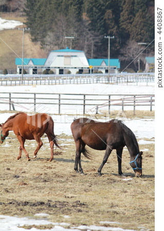 Horses grazing on a ranch in Hokkaido 4408867