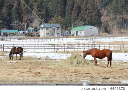 Horses eating hay on a ranch in Hokkaido 4408870