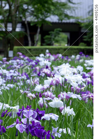 shrines and temples, meigetsu-in temple, north kamakura 4409156