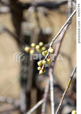 Green salmonellosis (plum) 4409744