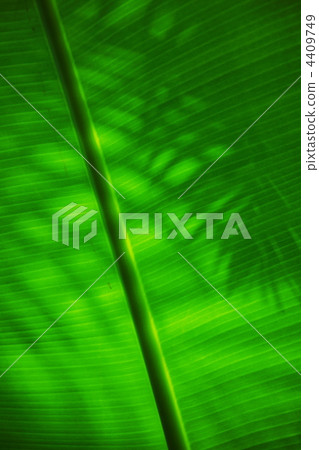 芭蕉 4409749