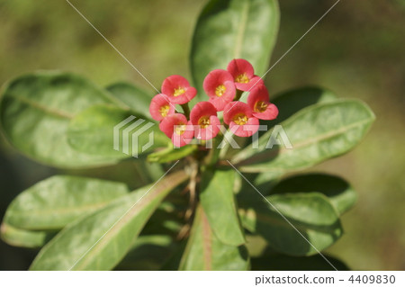 虎刺梅 花朵 花 4409830