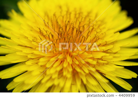 Dandelion Dandelion 4409959