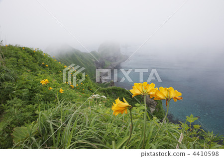 middendorffii, shakotan peninsula, shakotan 4410598