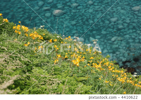 積丹半島 積丹 神威岬 4410622