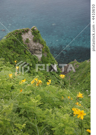 middendorffii, shakotan peninsula, shakotan 4410650