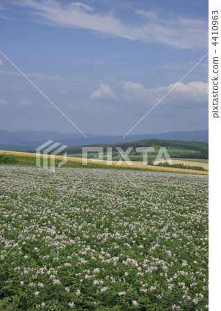 potaflower, patch of potatoes, hill 4410963