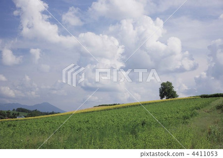 hill, hill of biei, bieicho 4411053