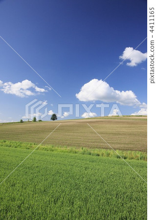 hill, hill of biei, bieicho 4411165