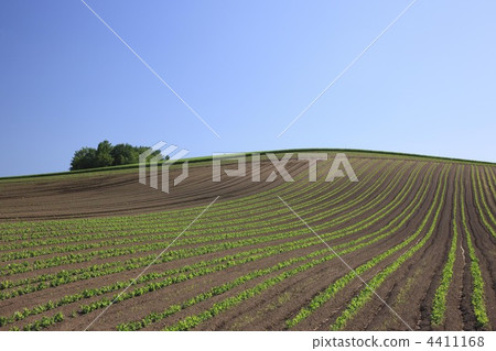 hill, hill of biei, bieicho 4411168