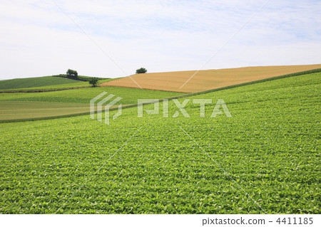 bean field, mamehata (person's name), earth 4411185
